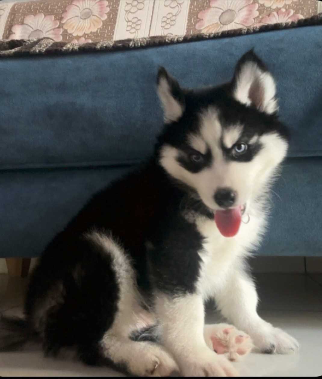 Siberian Husky For Sale In Vadodara