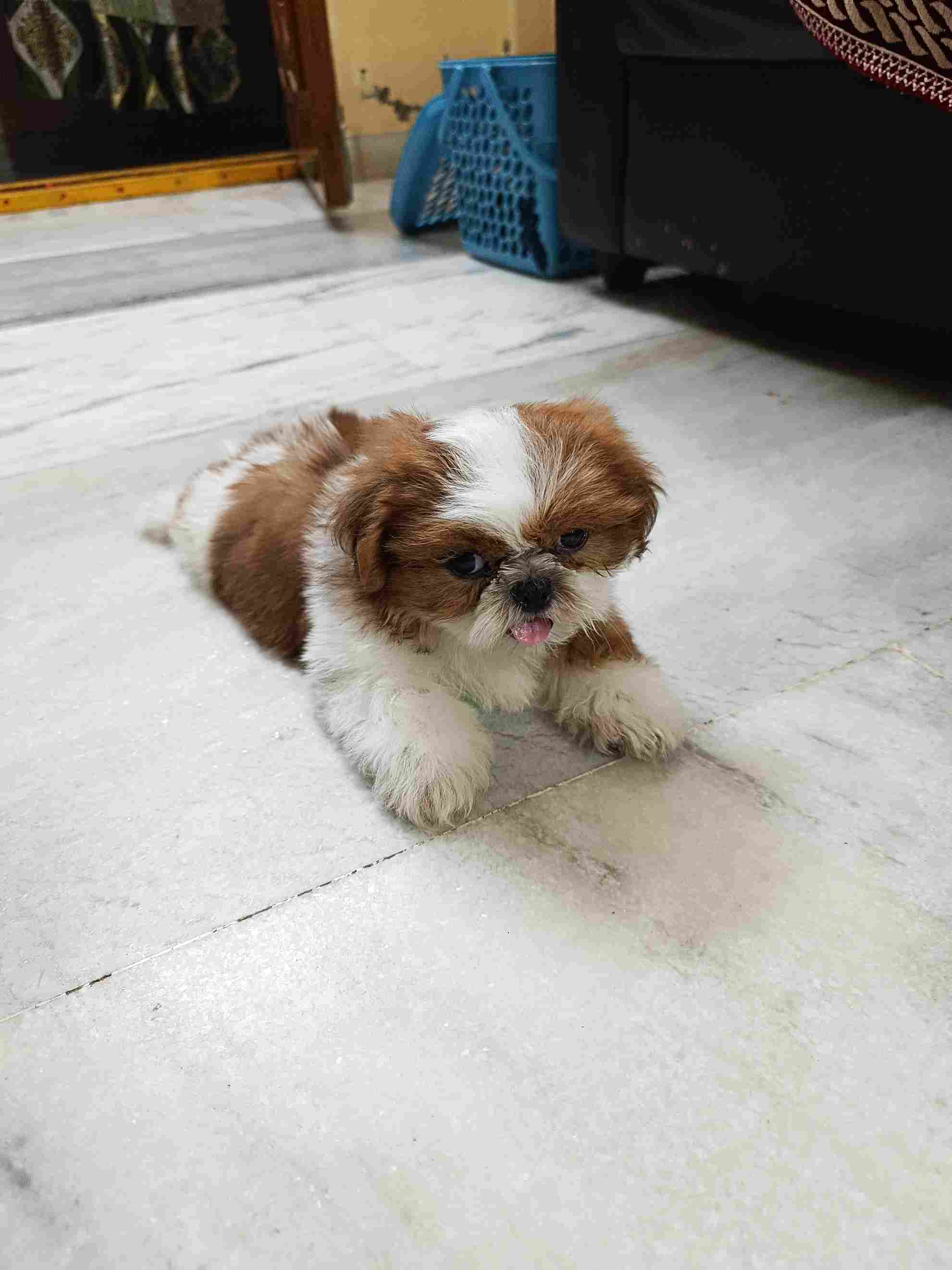 Shih Tzu For Sale In Vijayawada