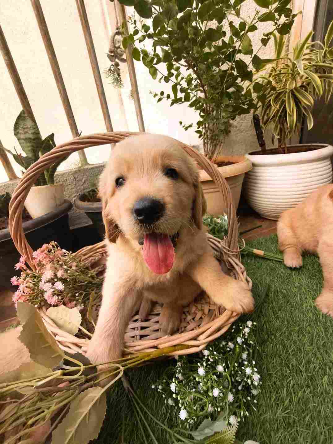 Golden Retriever For Sale In Pune