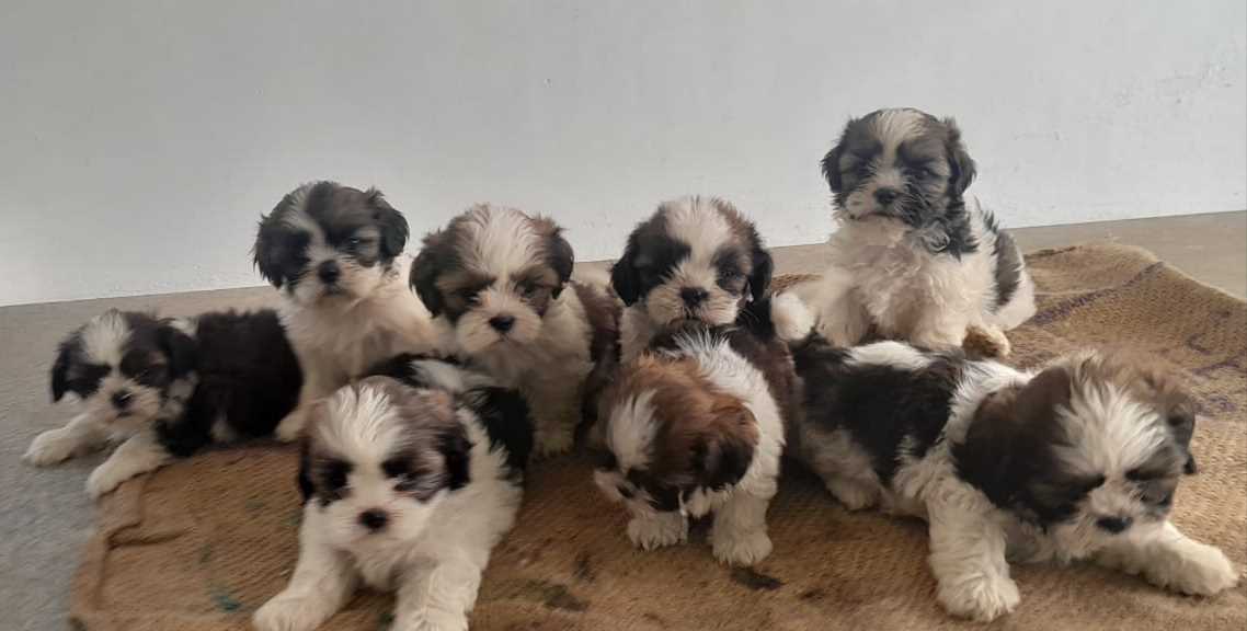 Shih Tzu For Sale In Bangalore