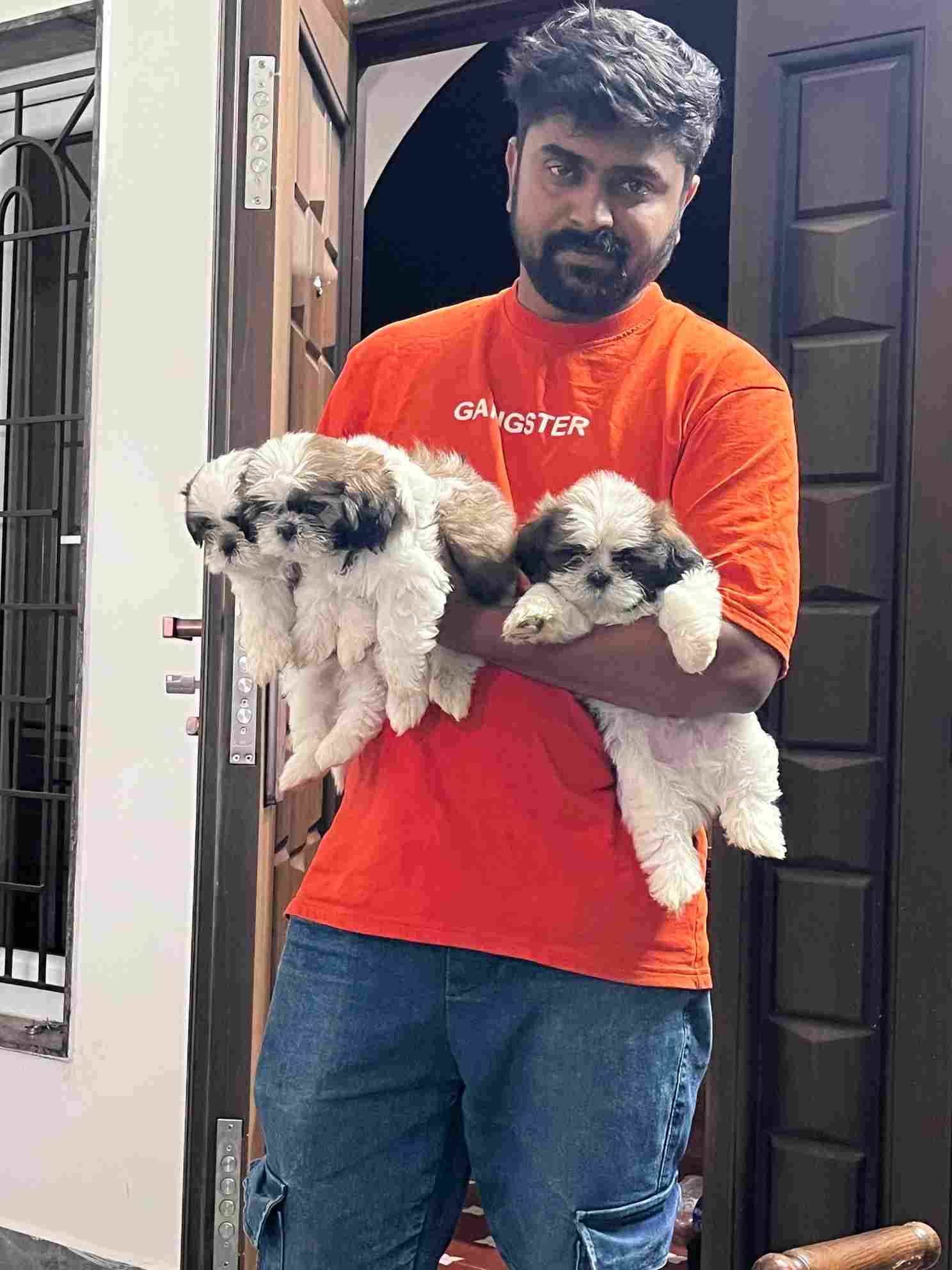 Shih Tzu For Sale In Bangalore