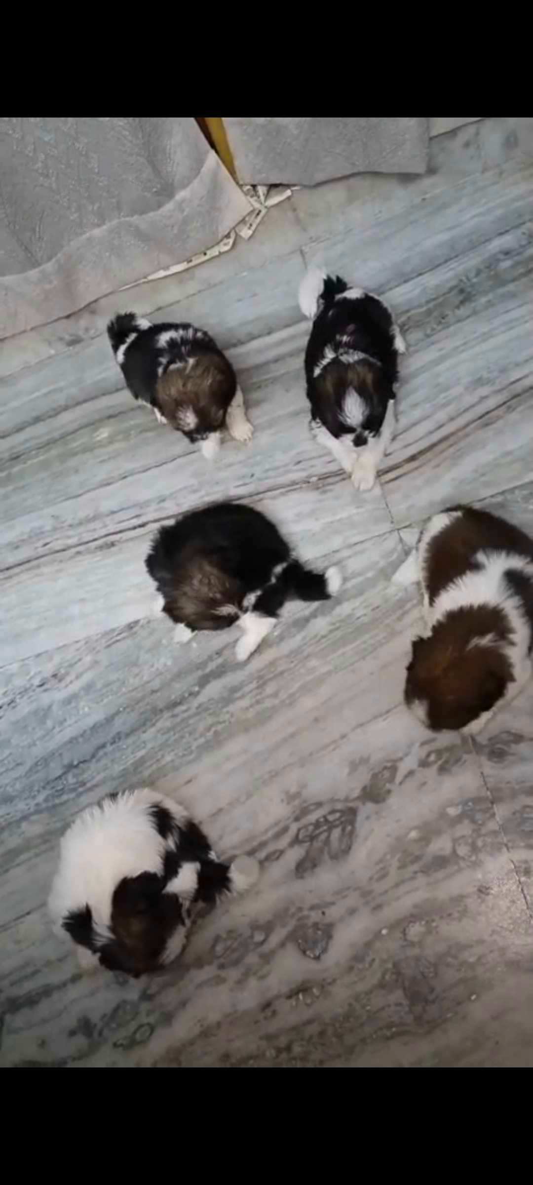 Shih Tzu For Sale In Vijayawada