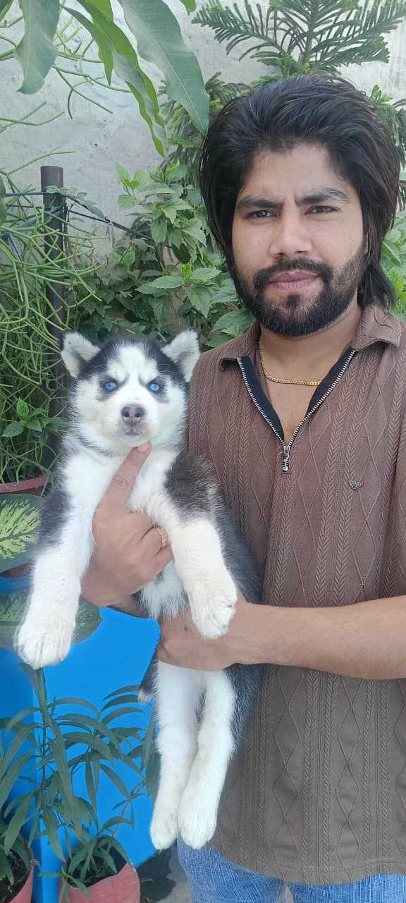 Siberian Husky For Sale In Delhi