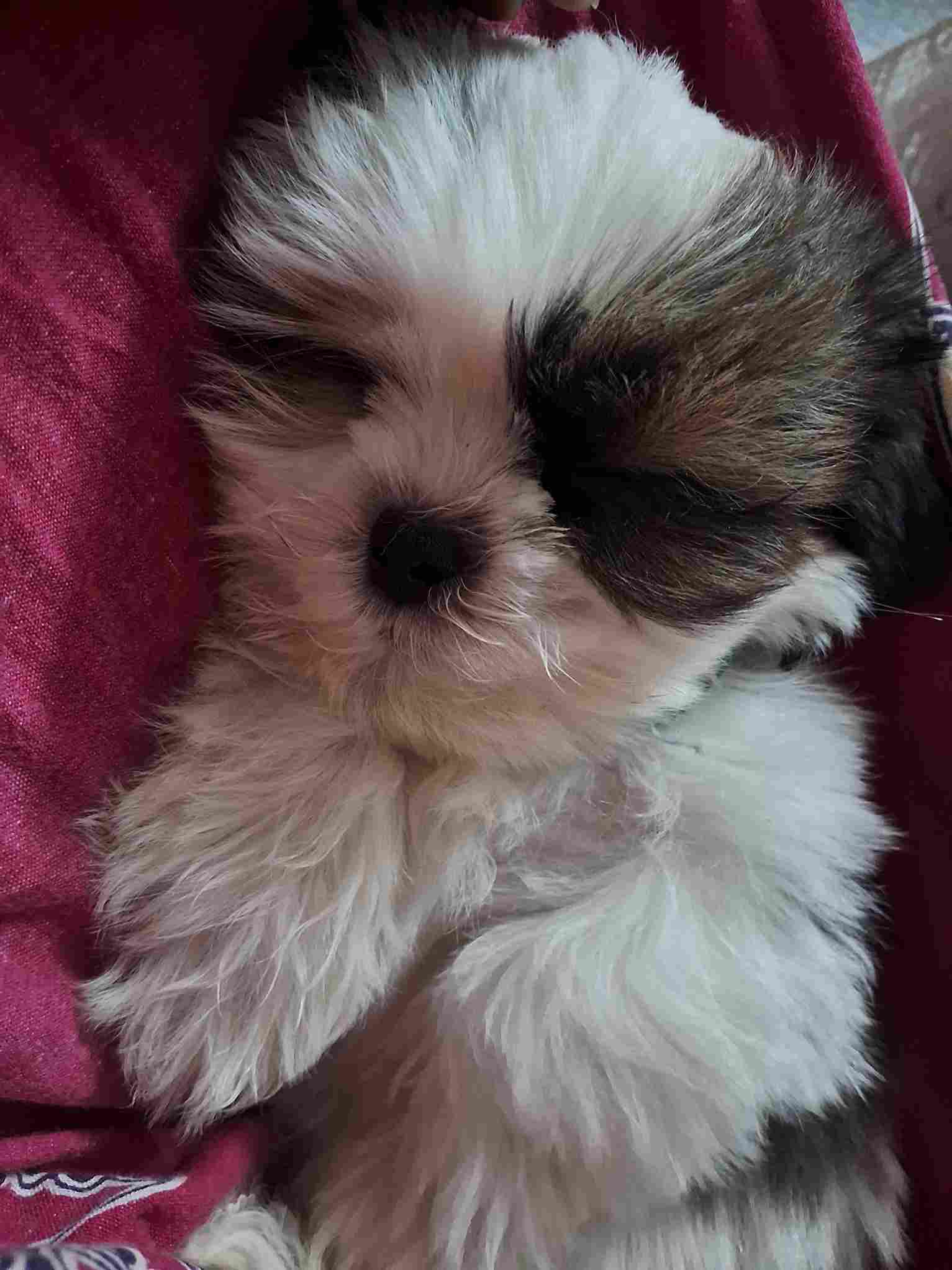 Shih Tzu For Sale In Bangalore
