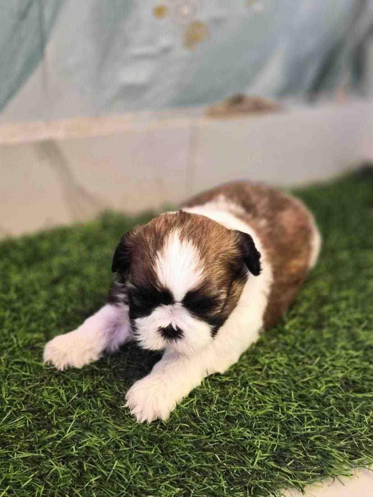 Shih Tzu For Sale In Pune
