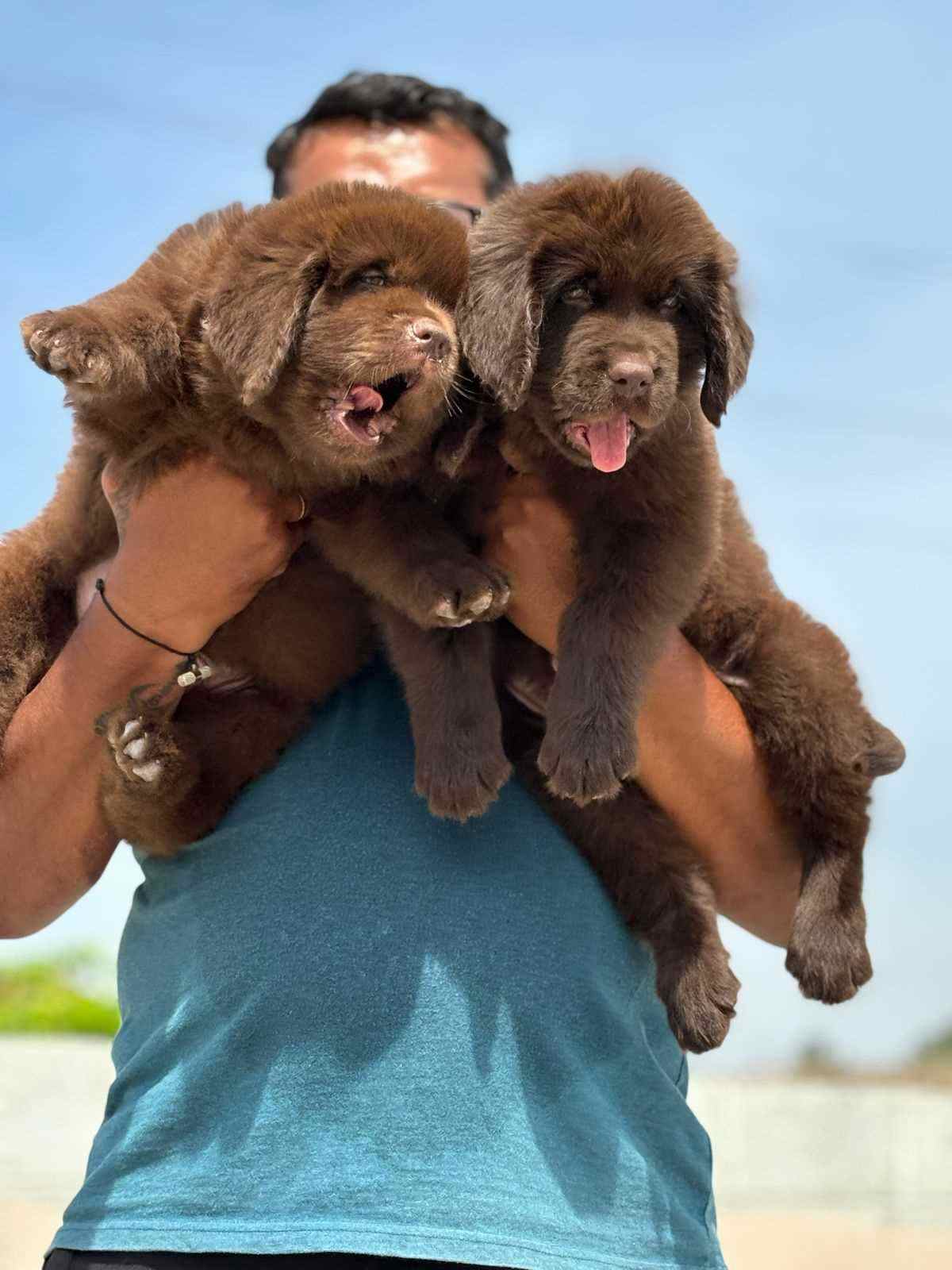 Newfoundland For Sale In Bangalore