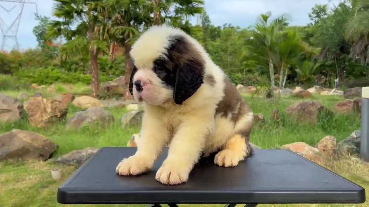 Saint Bernard For Sale In Bangalore