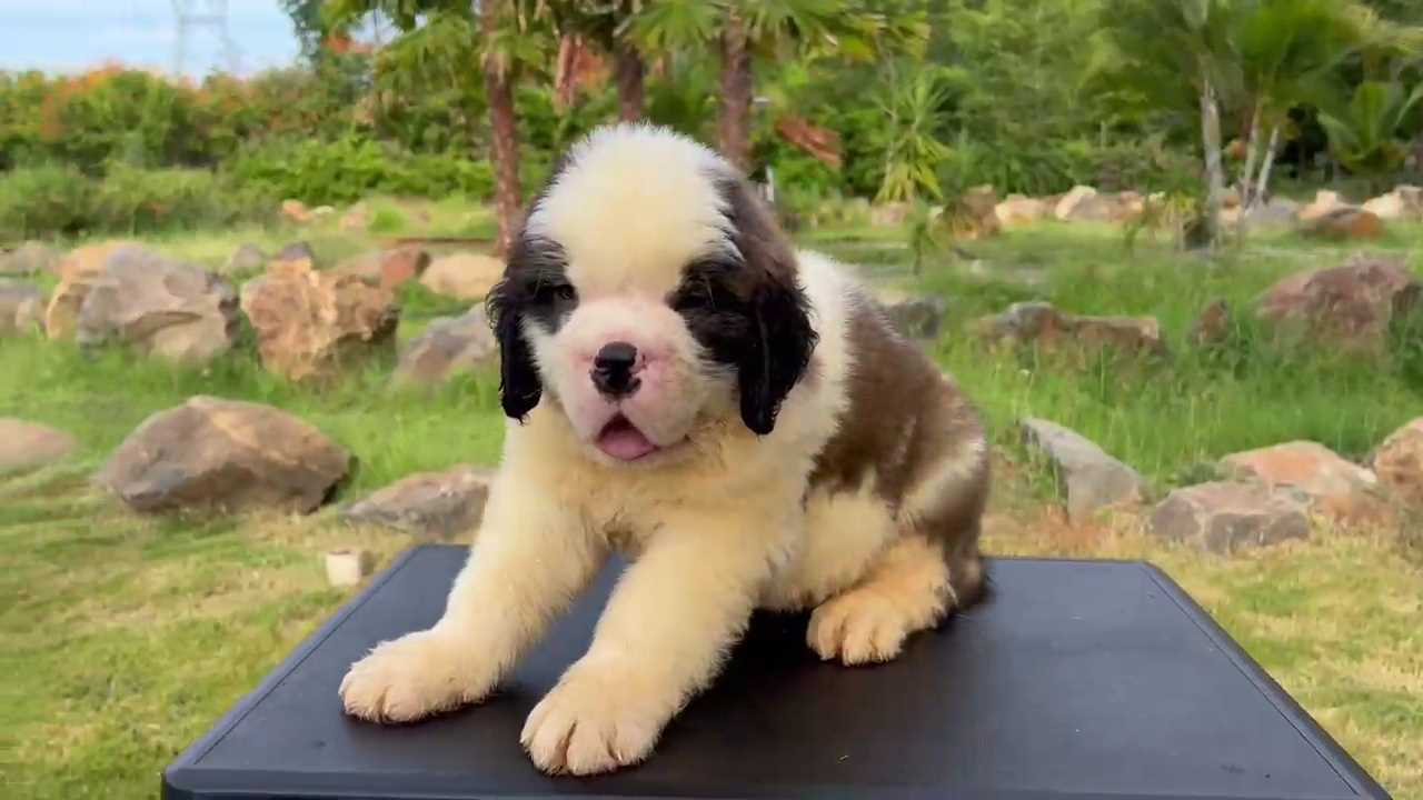 Saint Bernard For Sale In Bangalore