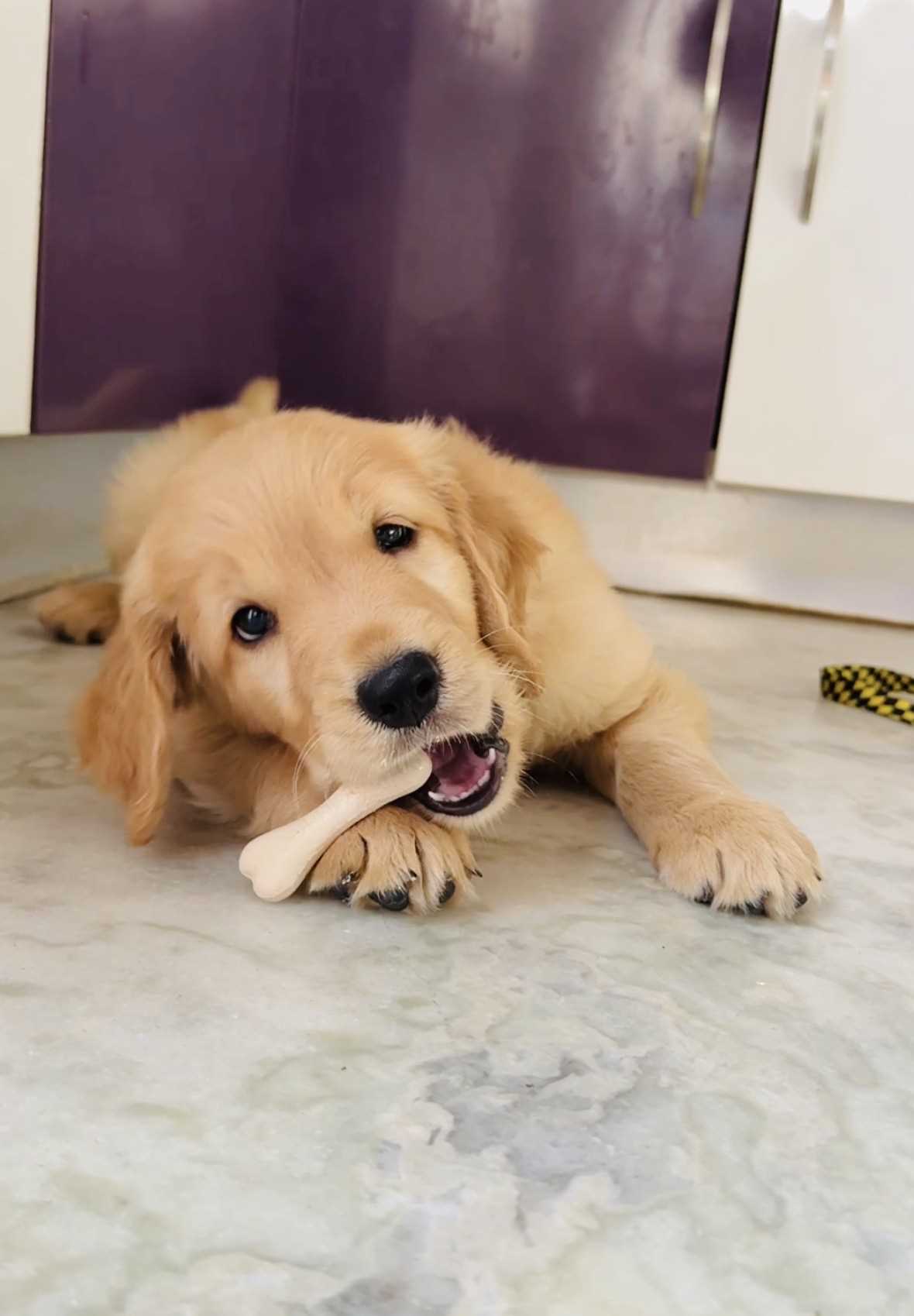 Golden Retriever For Sale In Bangalore