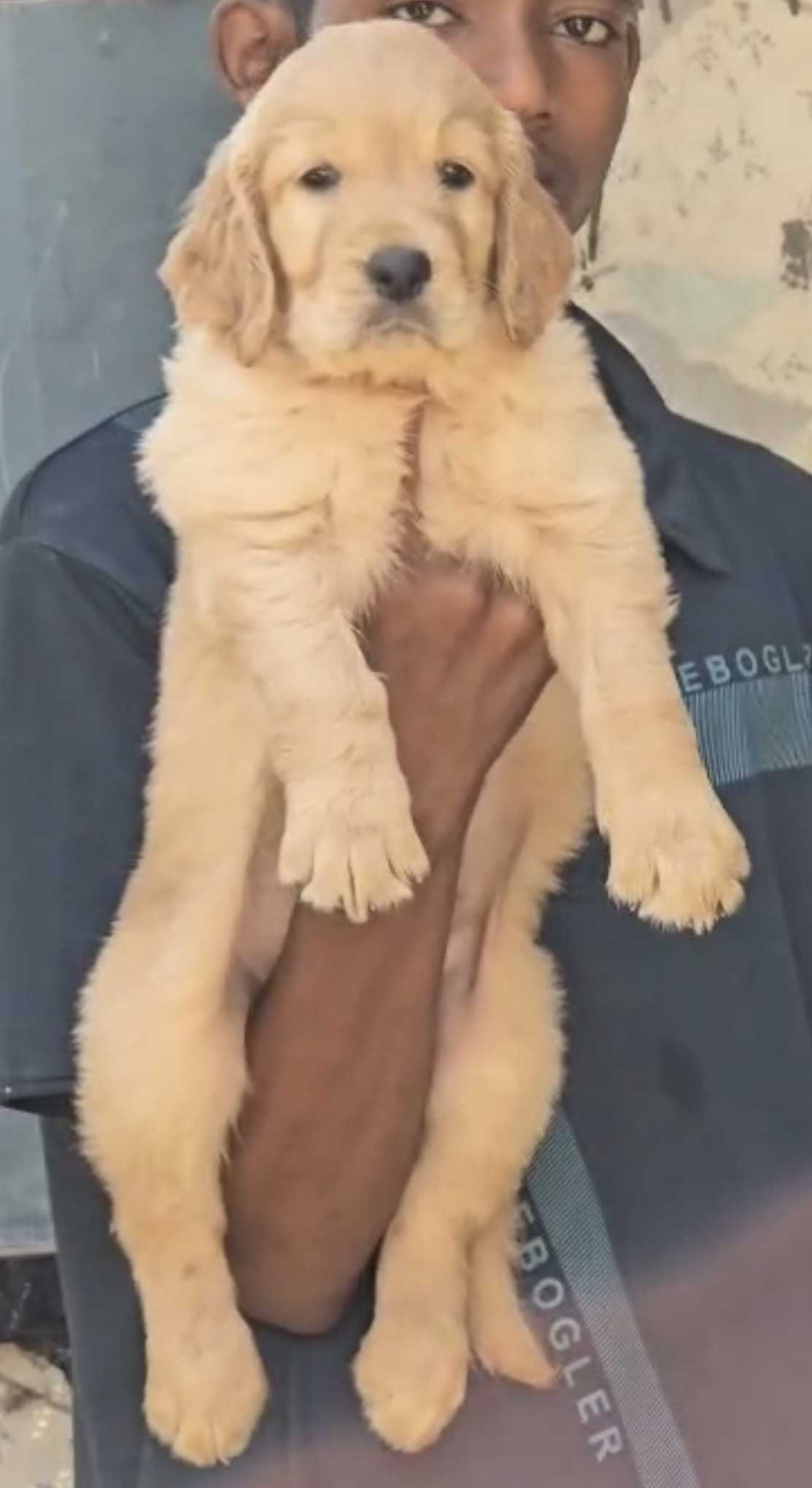 Golden Retriever For Sale In Bangalore