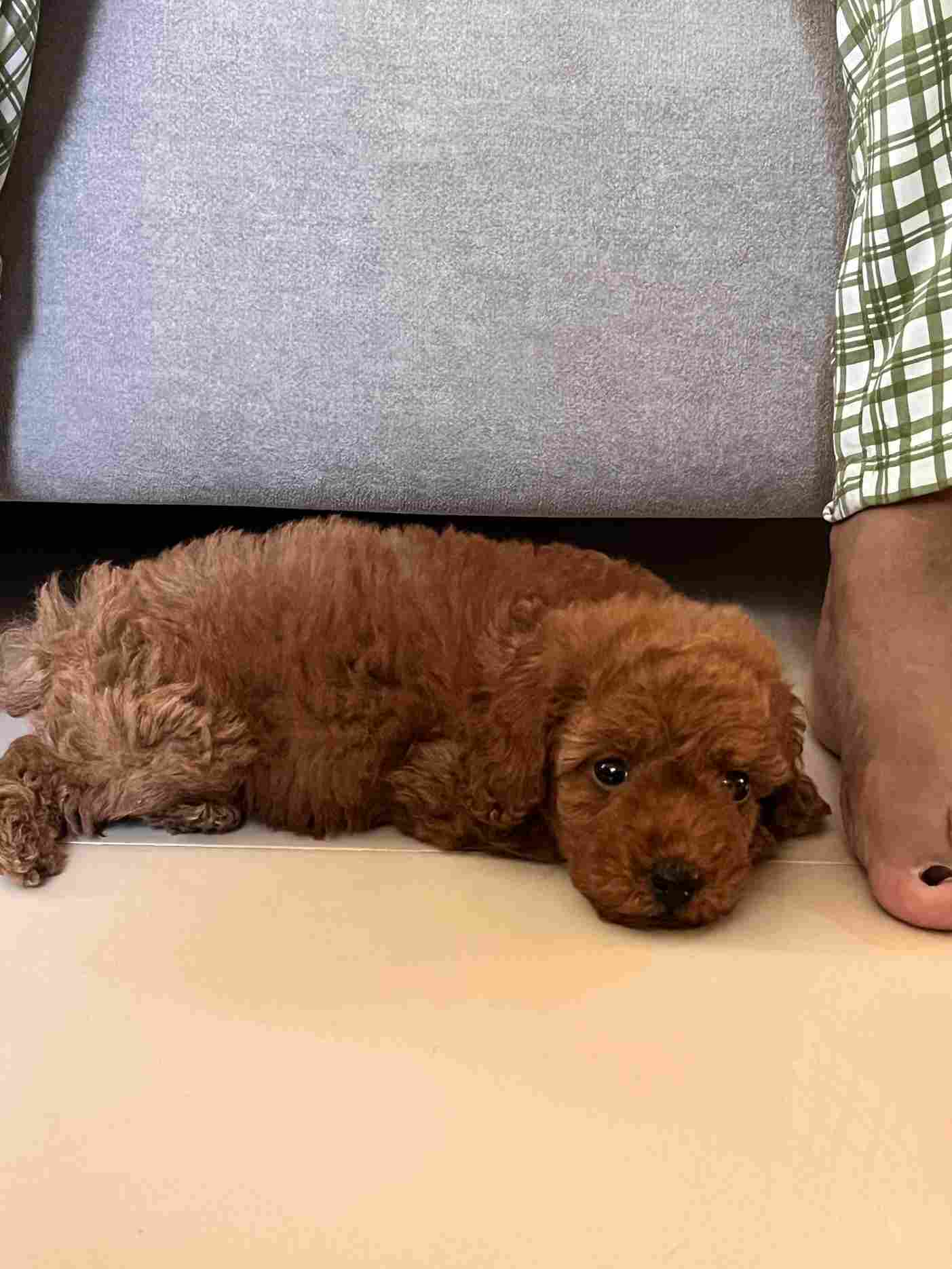 Poodle For Sale In Ahmedabad