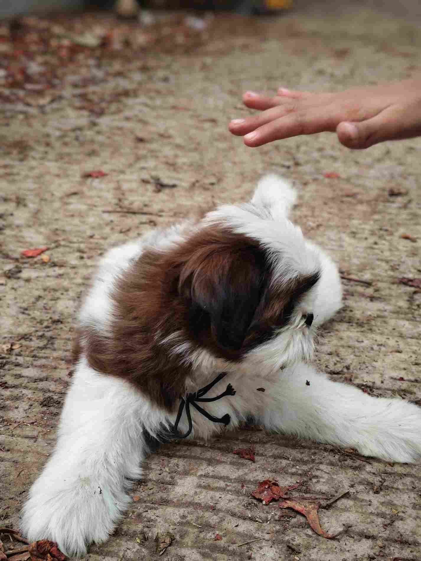 Shih Tzu For Sale In Pune
