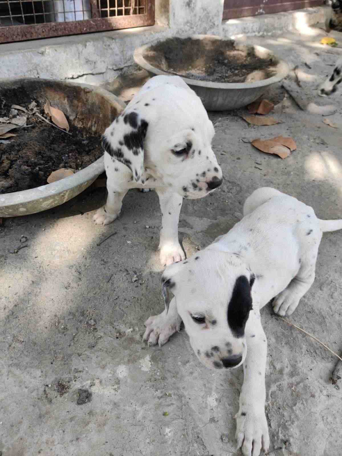 Dalmatian For Sale In Mau UP