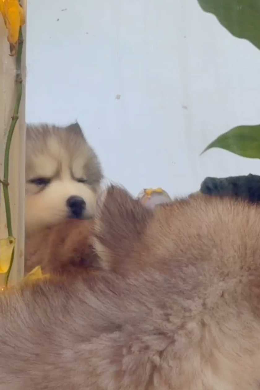 Siberian Husky For Sale In Pune