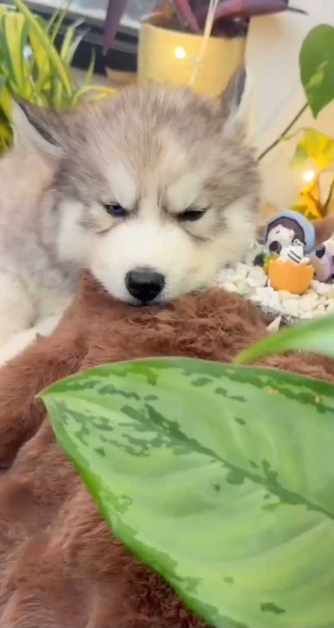 Siberian Husky For Sale In Pune