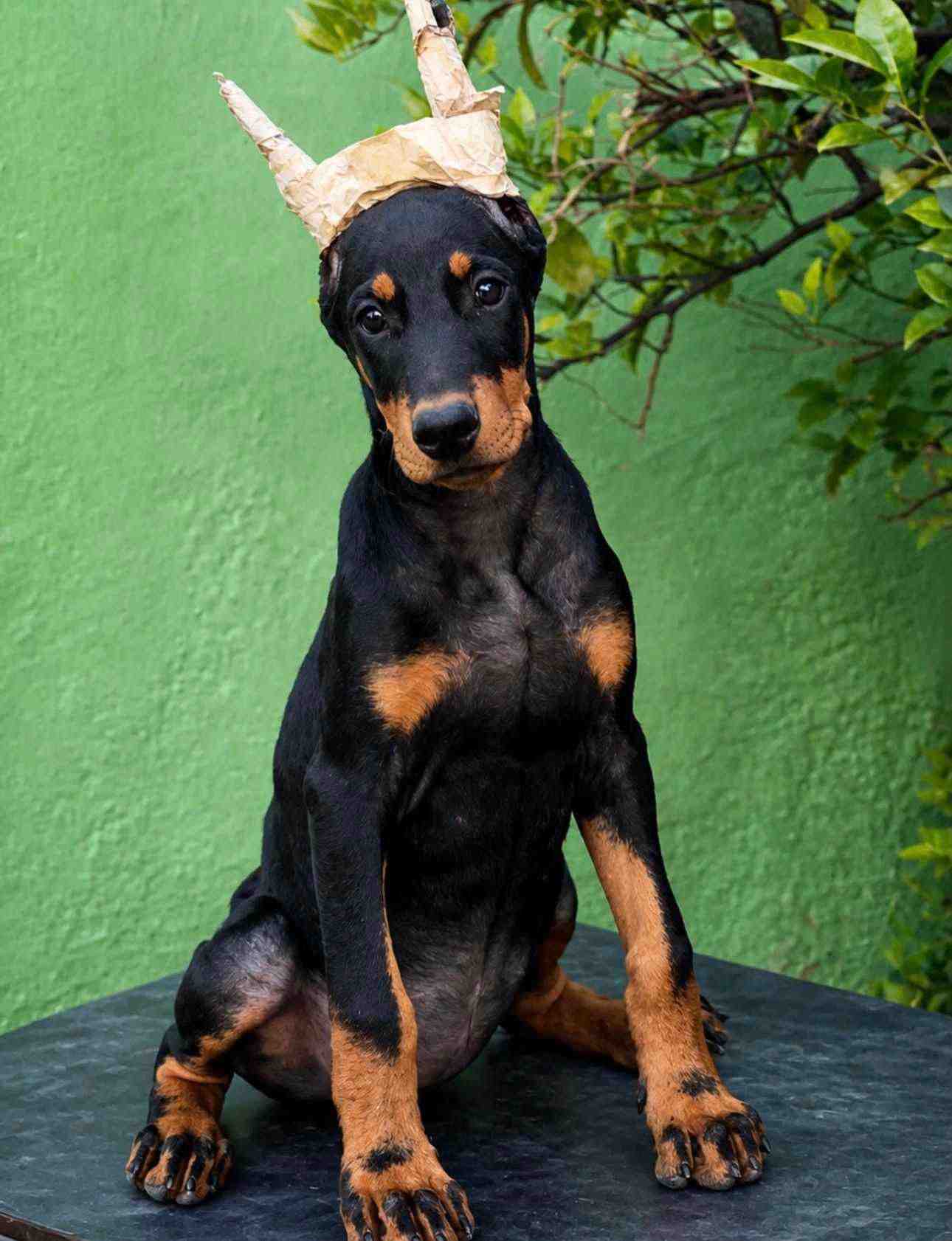 European Doberman For Sale In Mohali