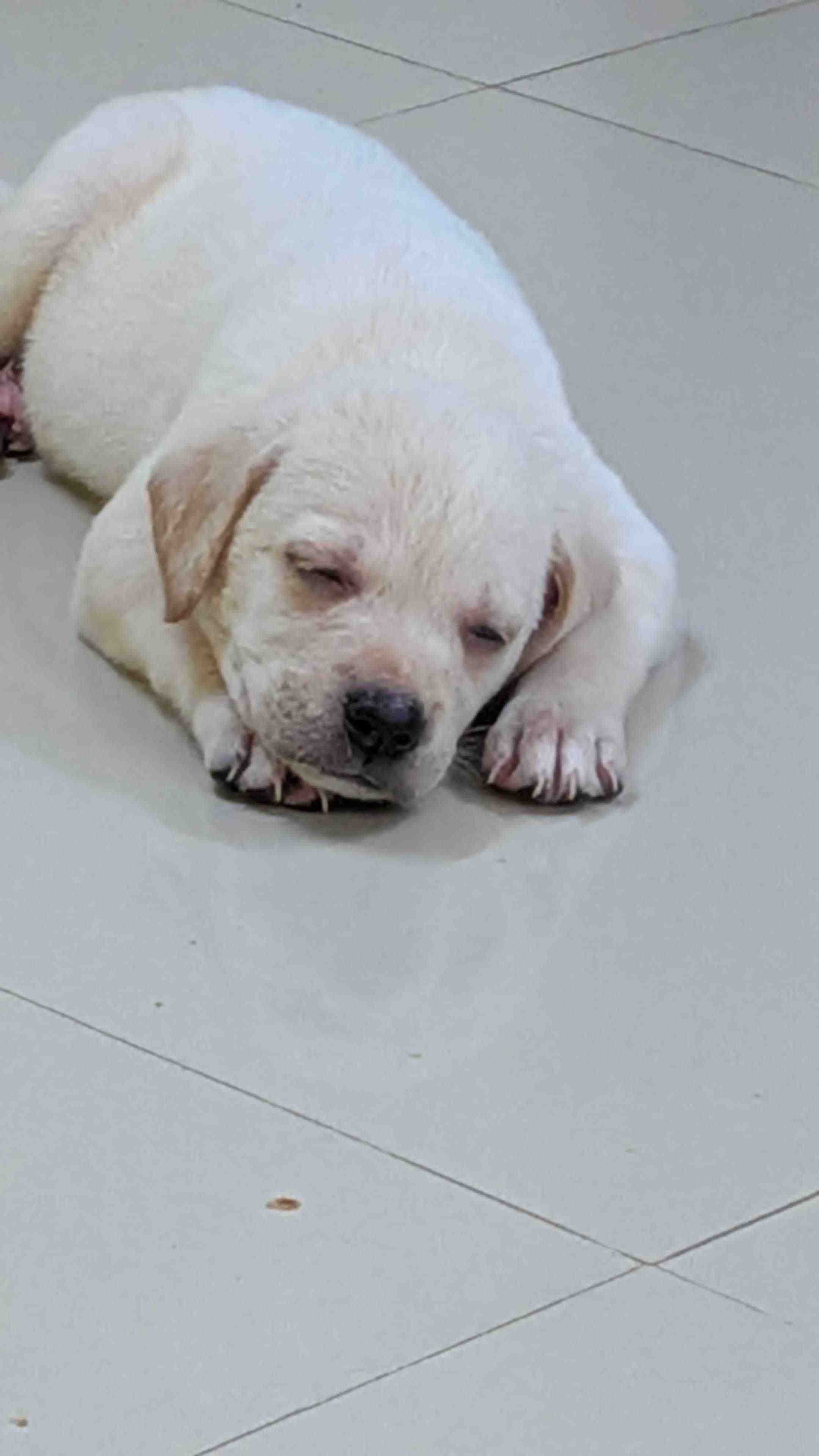 Labrador Retriever For Sale In Belgaum