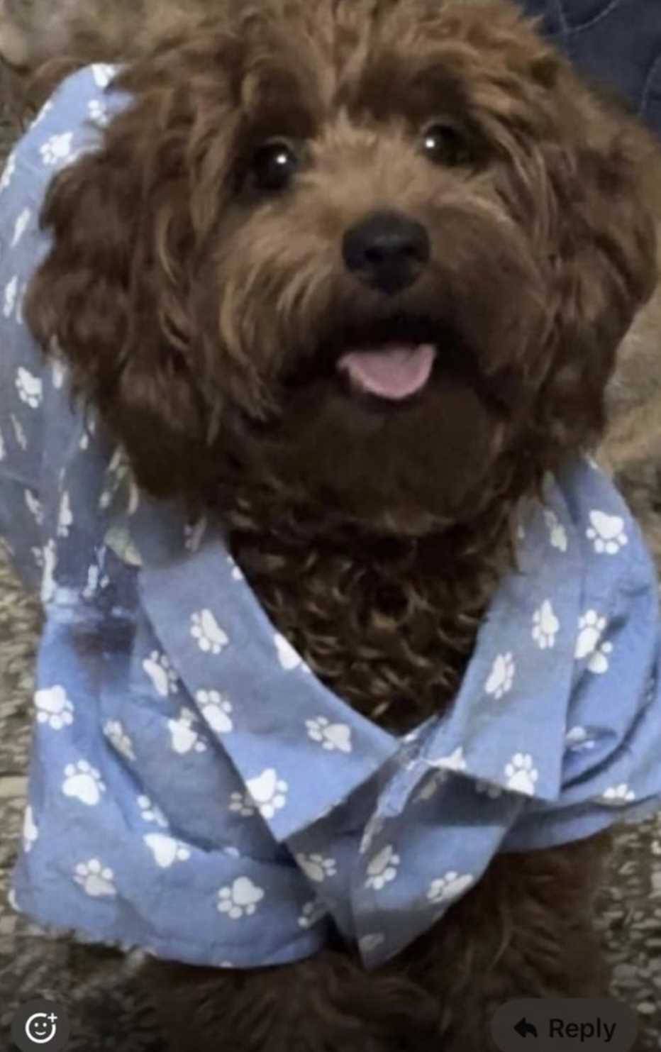 Toy Poodle For Sale In Chandigarh