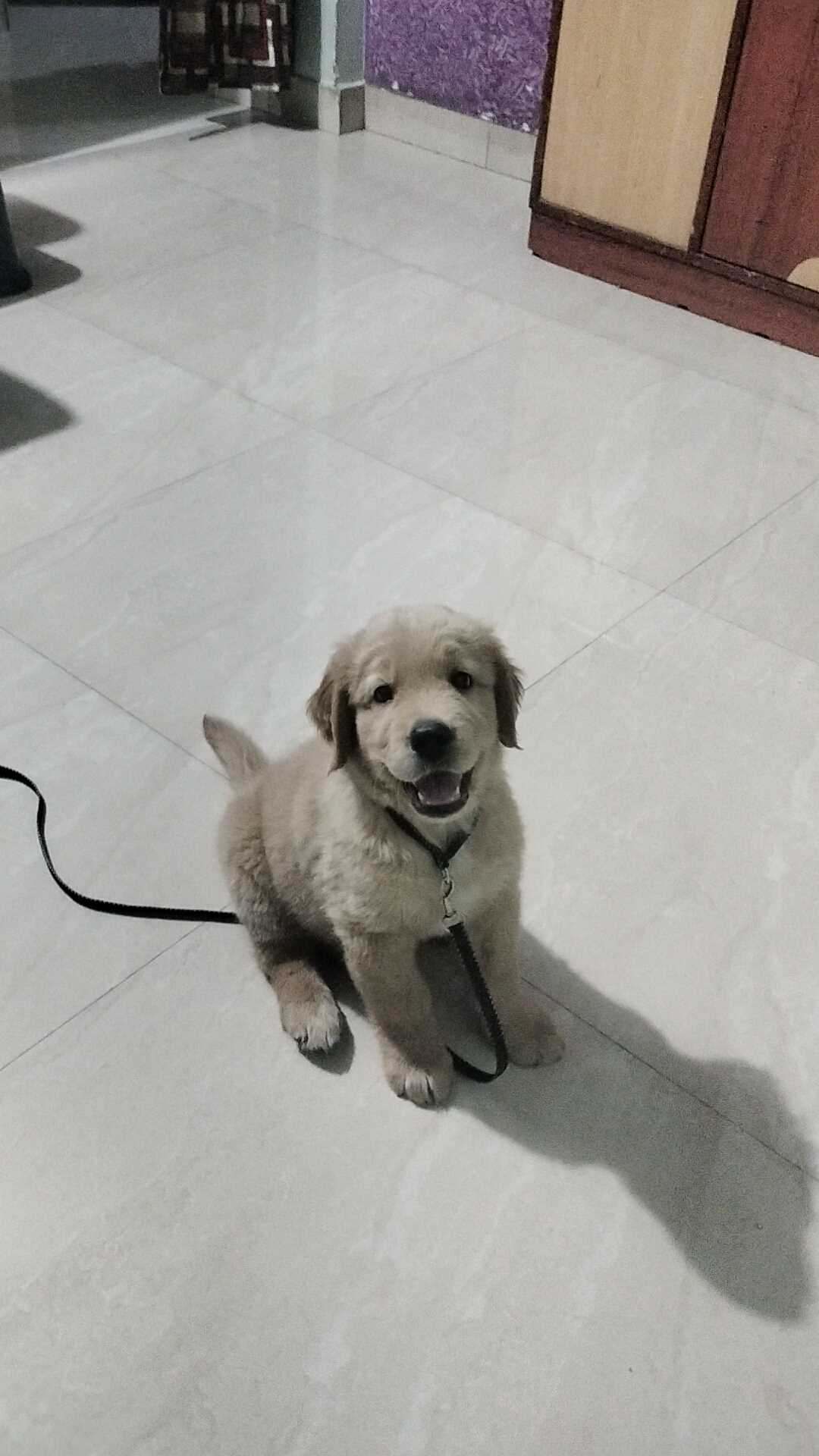 Golden Retriever For Sale In Pune