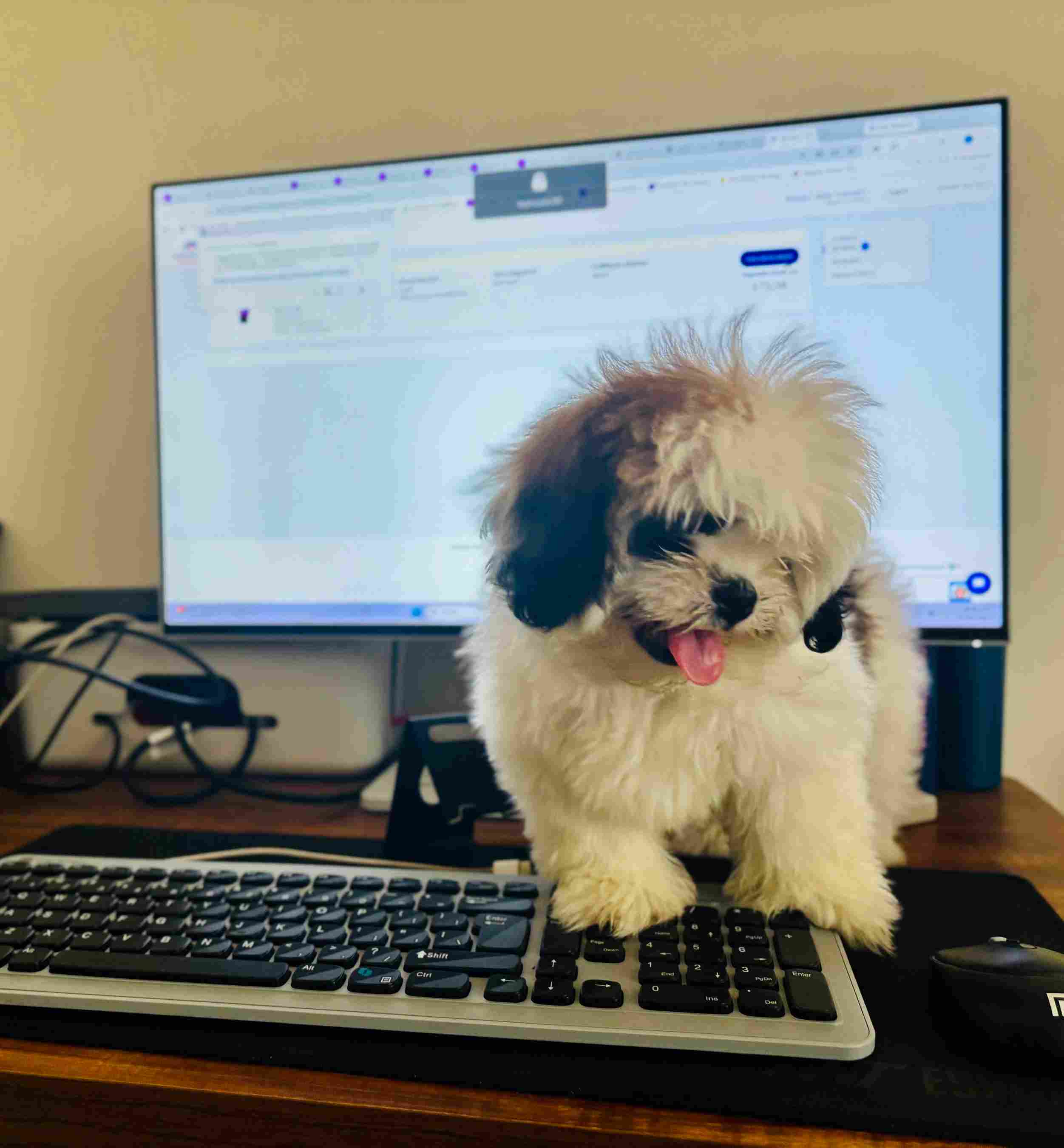 Shih Tzu For Sale In Chennai