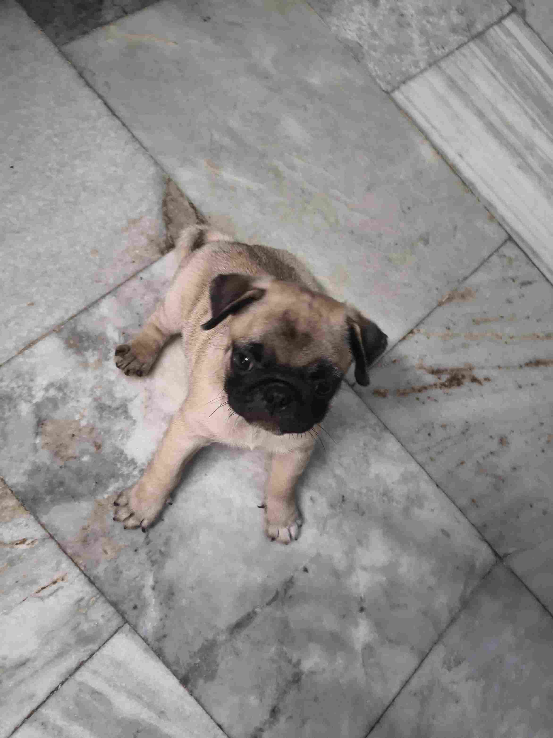 Pug For Sale In Thiruvananthapuram