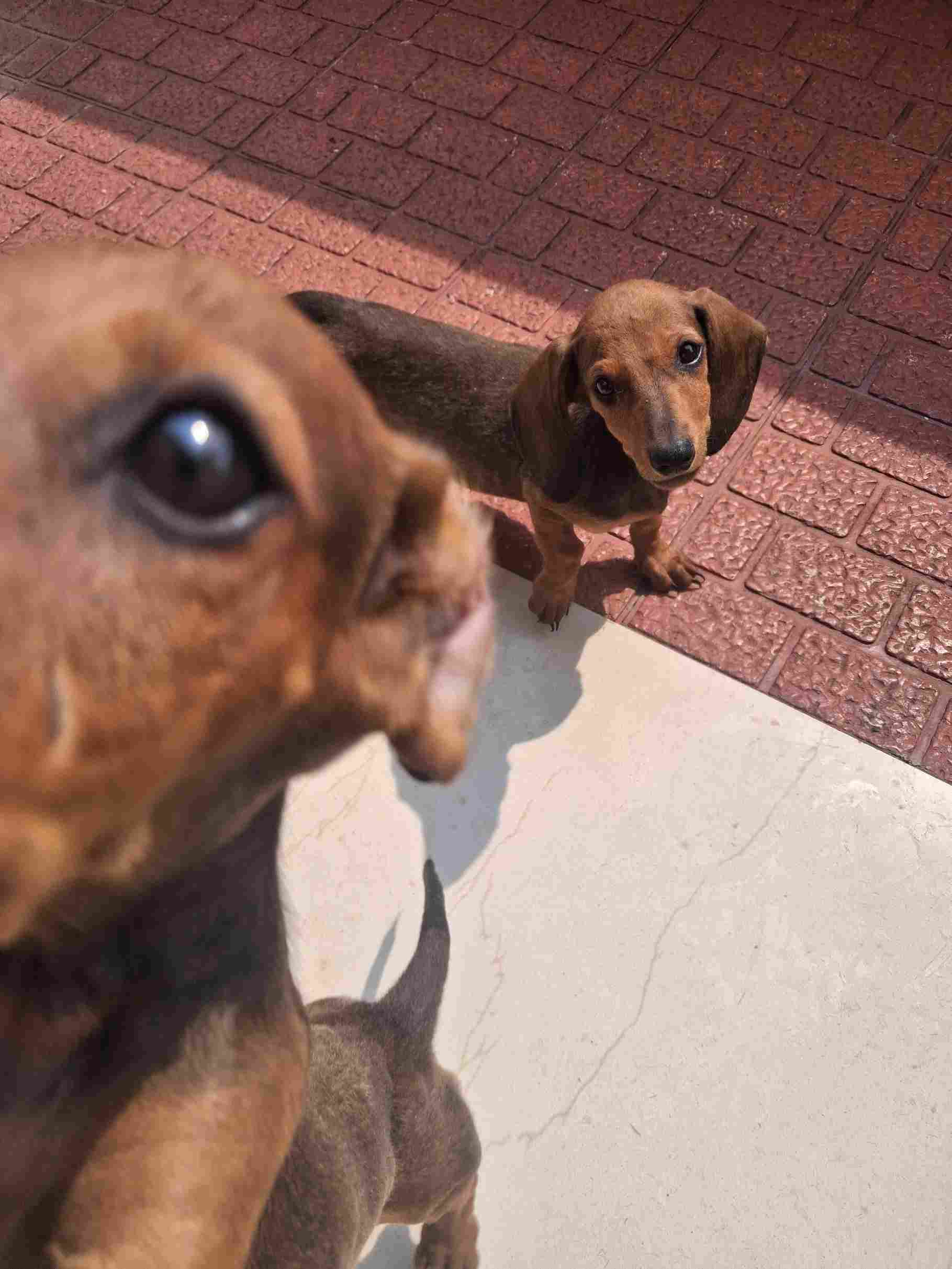 Dachshund For Sale In Kochi