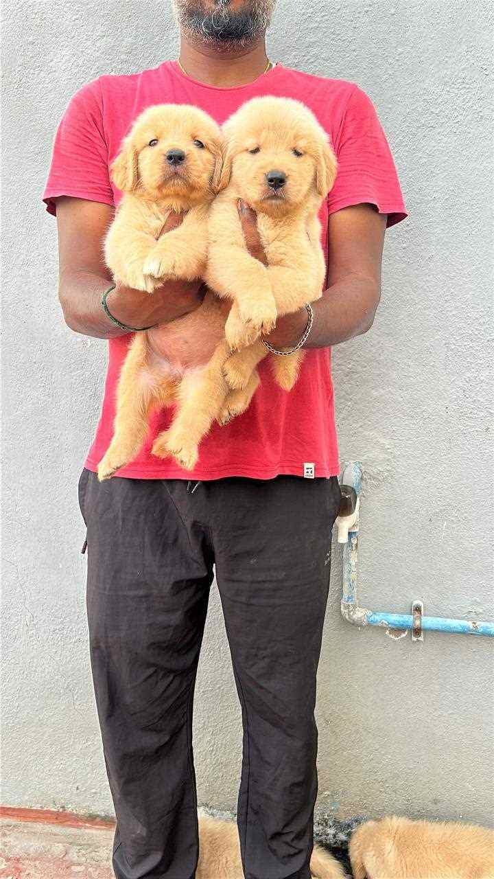 Golden Retriever For Sale In Chennai