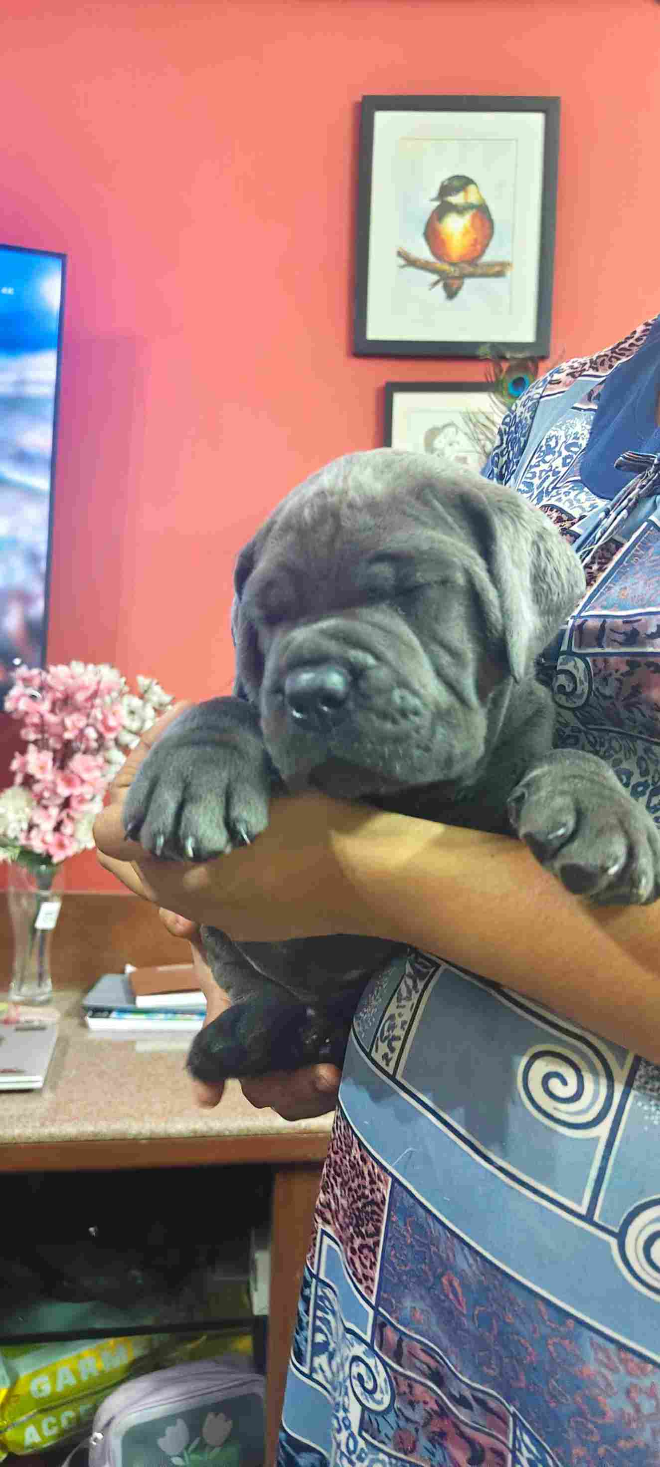 Cane Corso For Sale In Bangalore