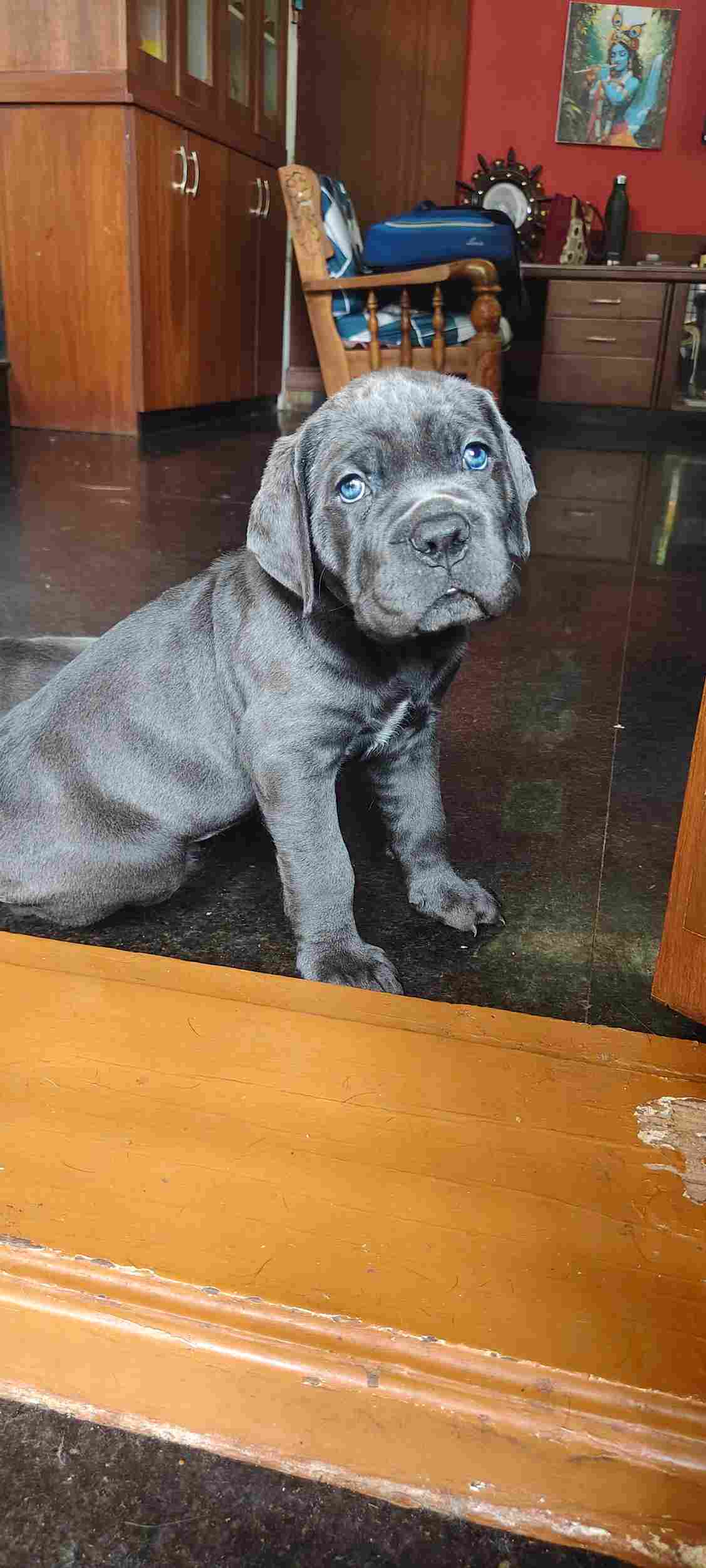 Cane Corso For Sale In Bangalore