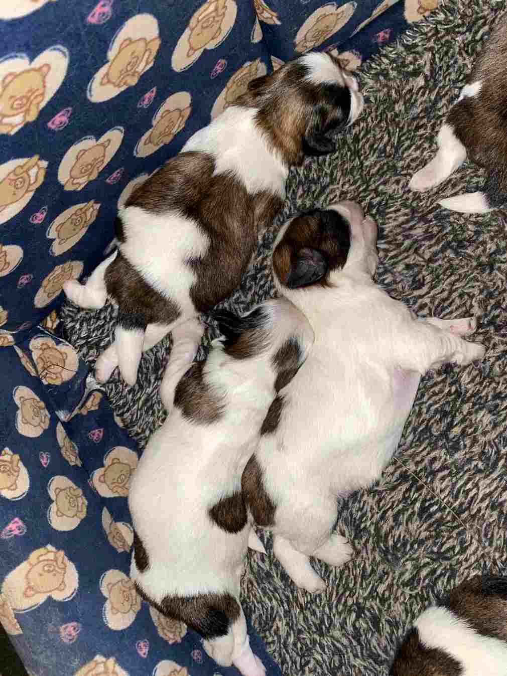 Mr n Mrs Pet