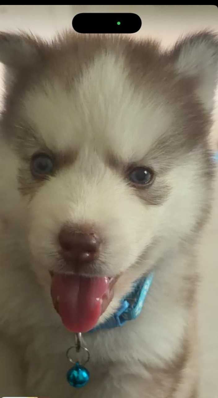 Siberian Husky For Sale In Hyderabad