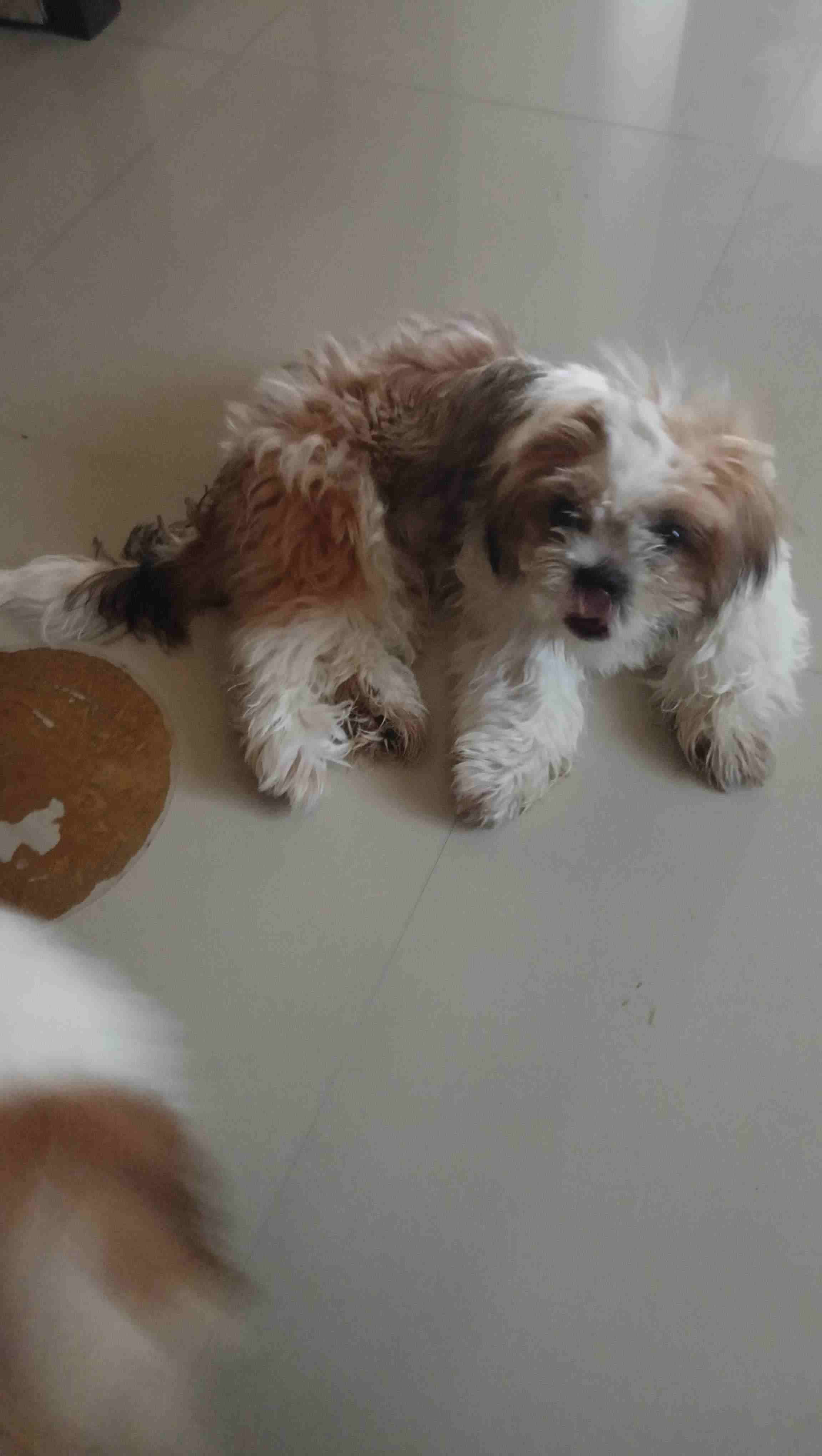 Shih Tzu For Sale In Thane