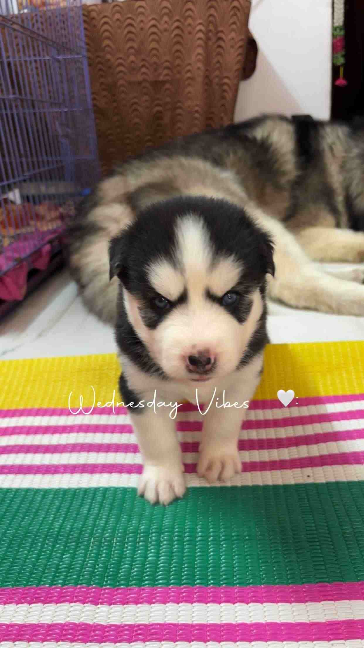 Siberian Husky For Sale In Hyderabad