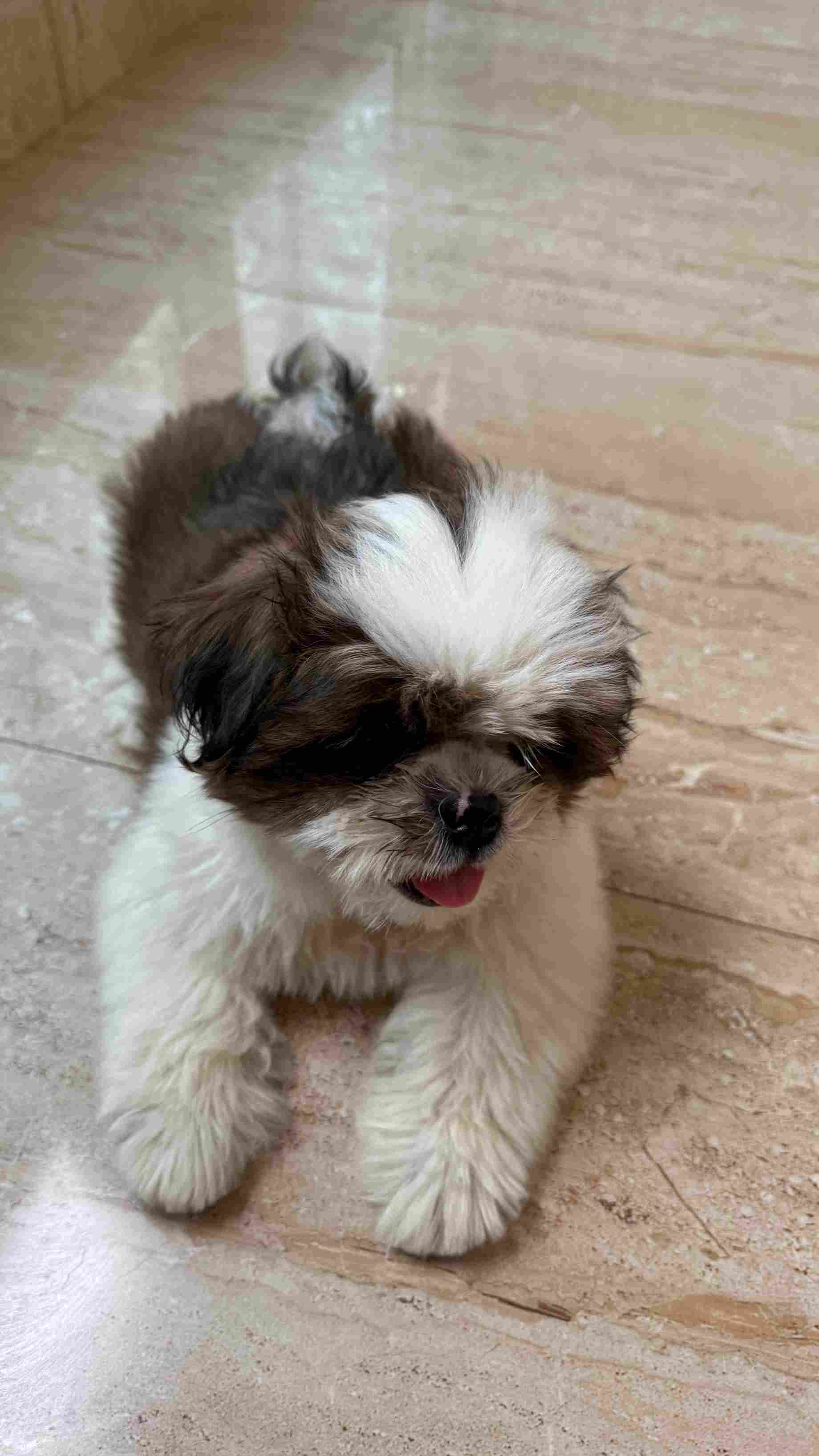 Shih Tzu For Sale In Bangalore
