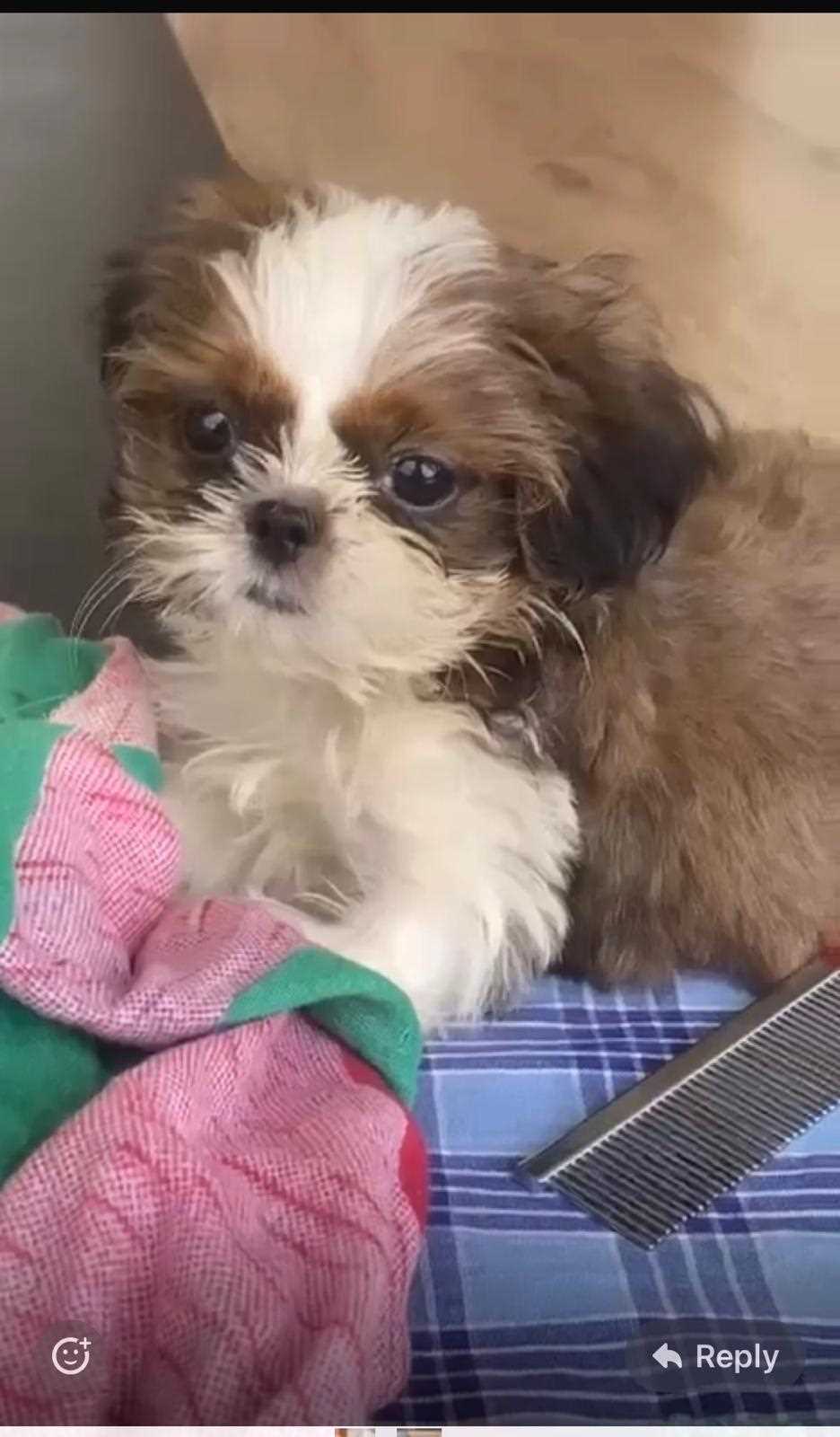 Shih Tzu For Sale In Kannur