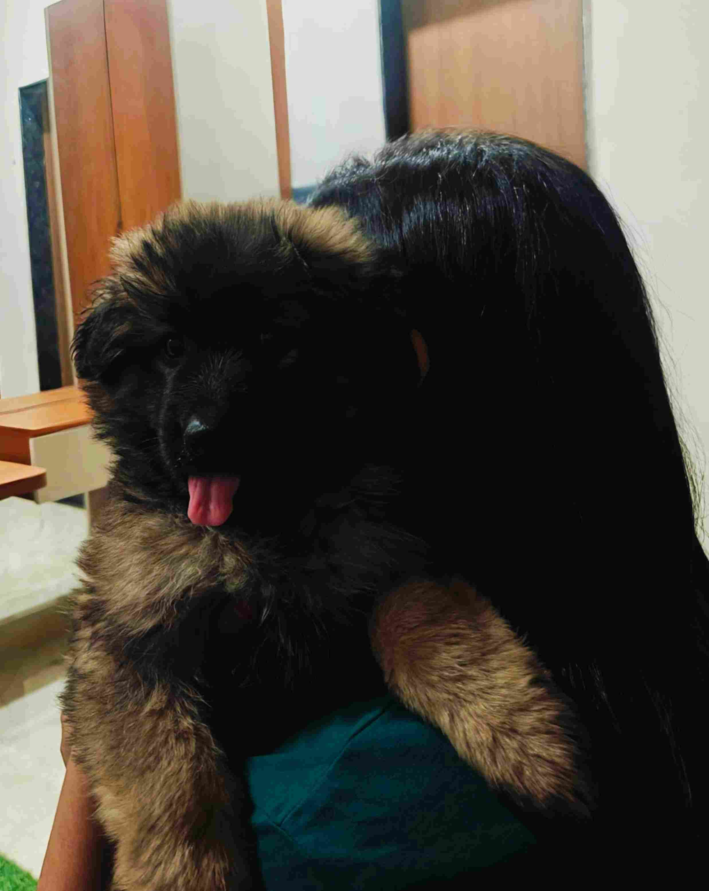German Shepherd For Sale In Pune