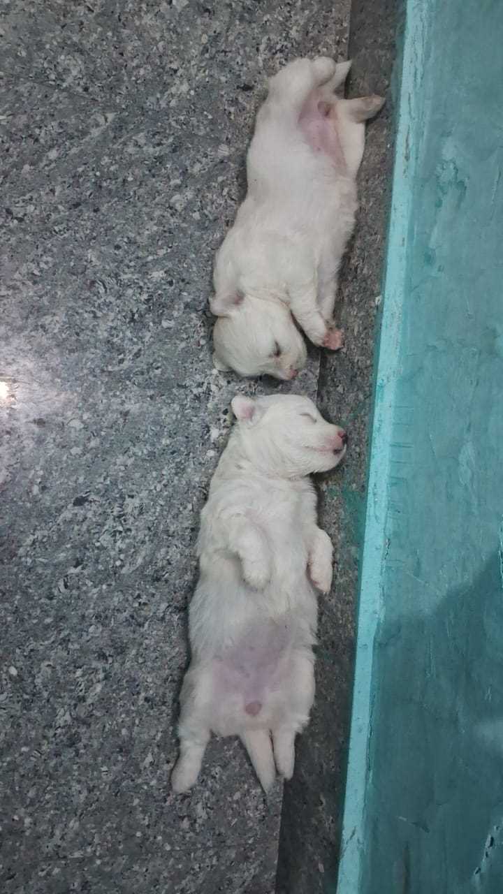 Indian Spitz For Sale In Kurukshetra