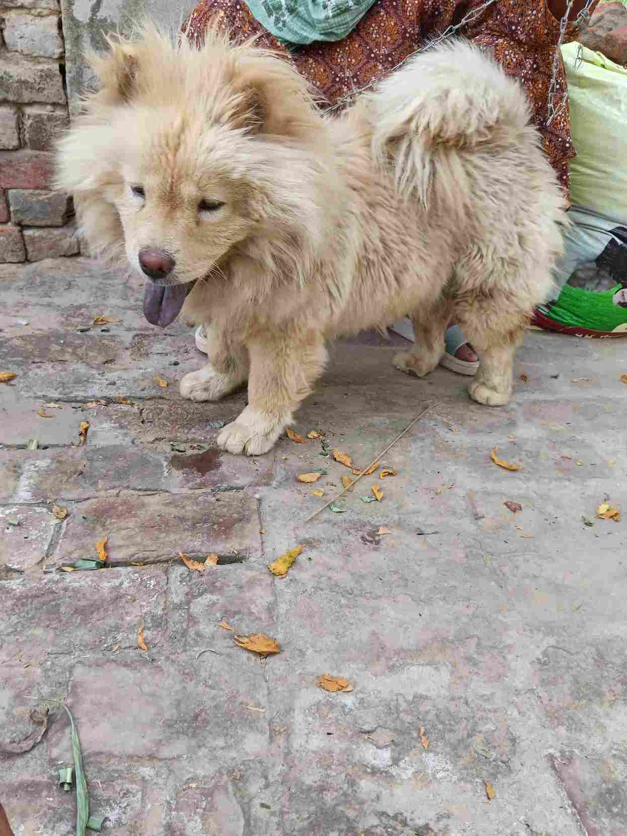 Chow Chow For Sale In Mansa PB
