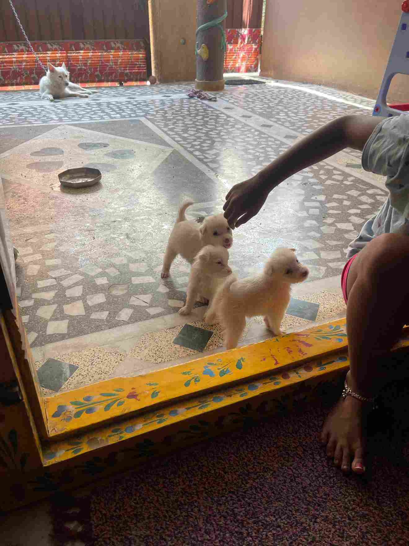 Pomeranian For Sale In Hyderabad