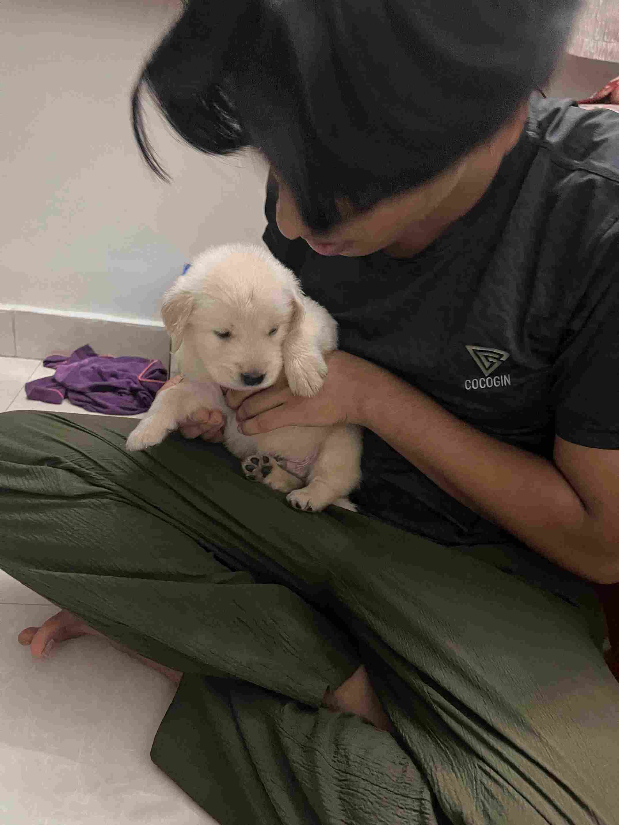 Golden Retriever For Sale In Bangalore
