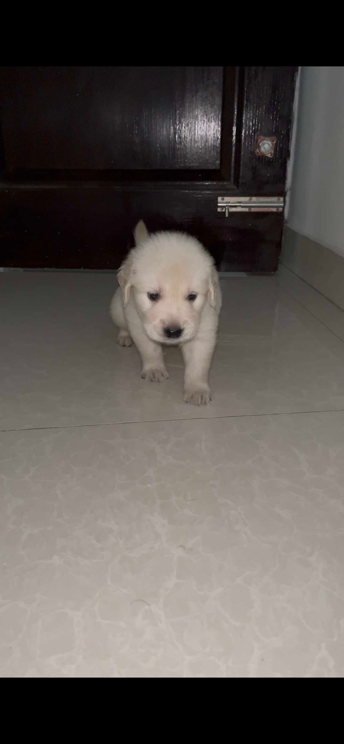Golden Retriever For Sale In Bangalore