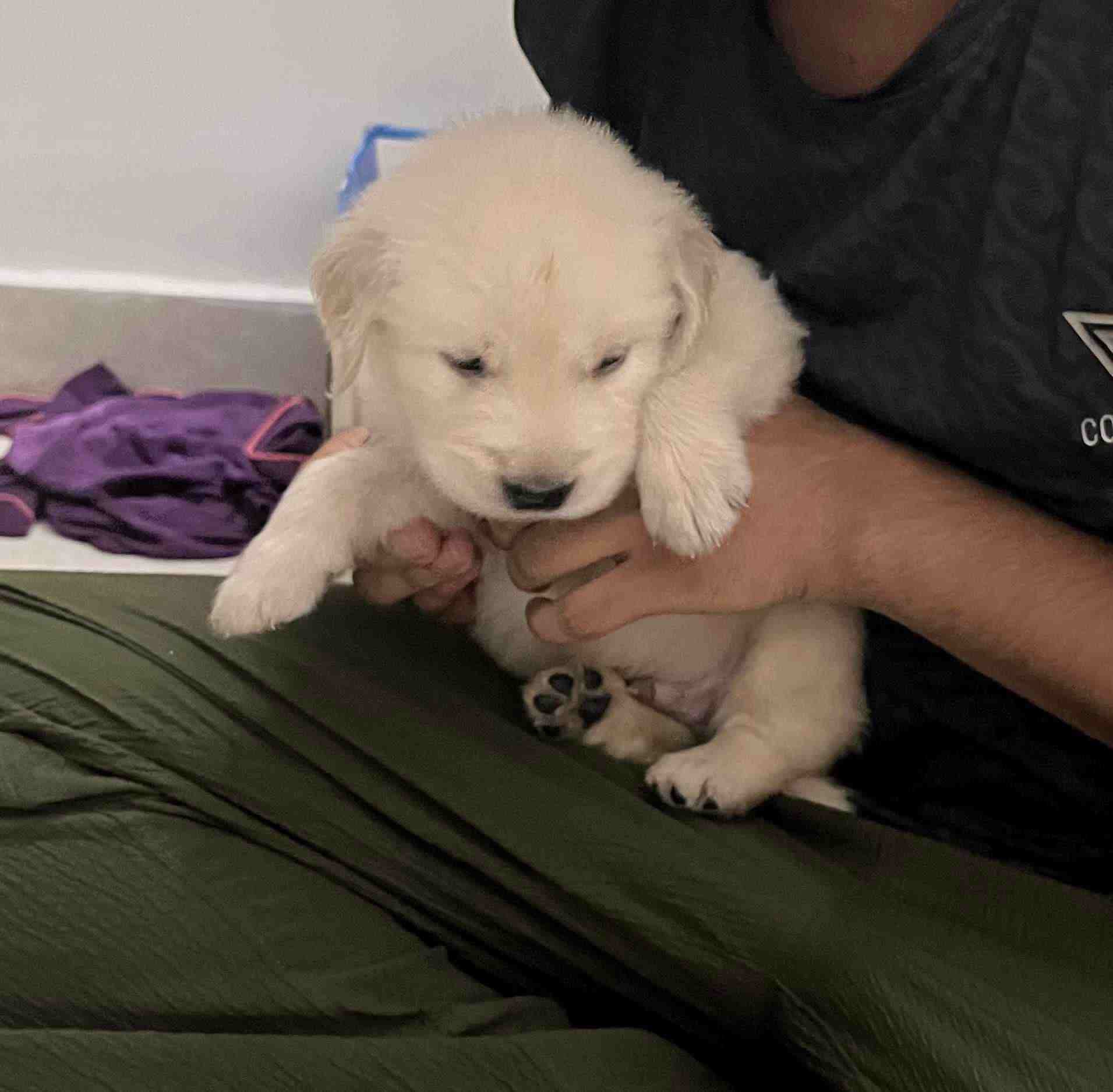 Golden Retriever For Sale In Bangalore