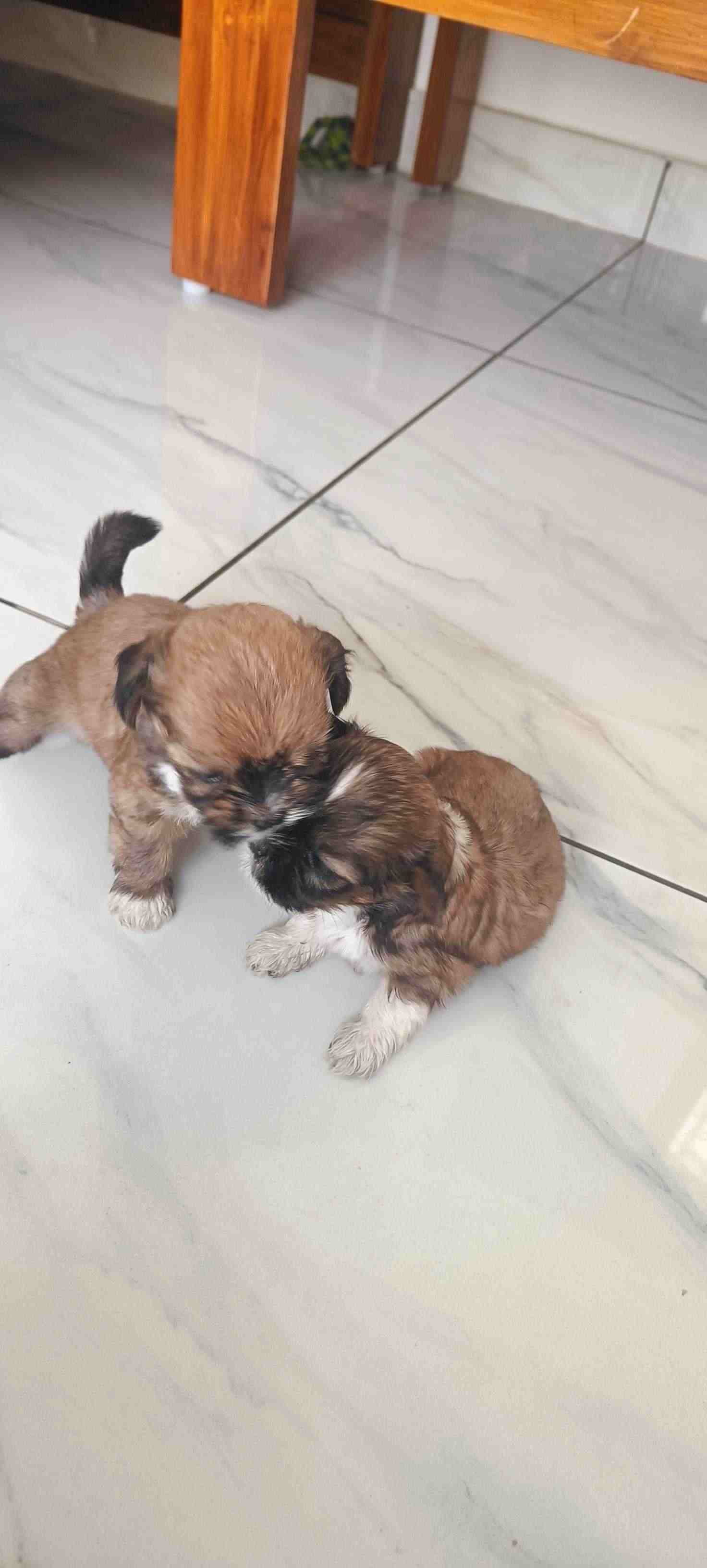 Shih Tzu For Sale In Chennai