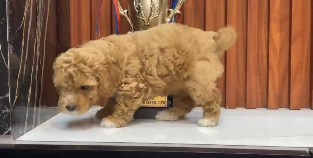 Maltipoo For Sale In Karnal