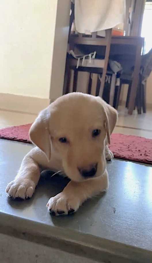 Labrador Retriever For Sale In Anand