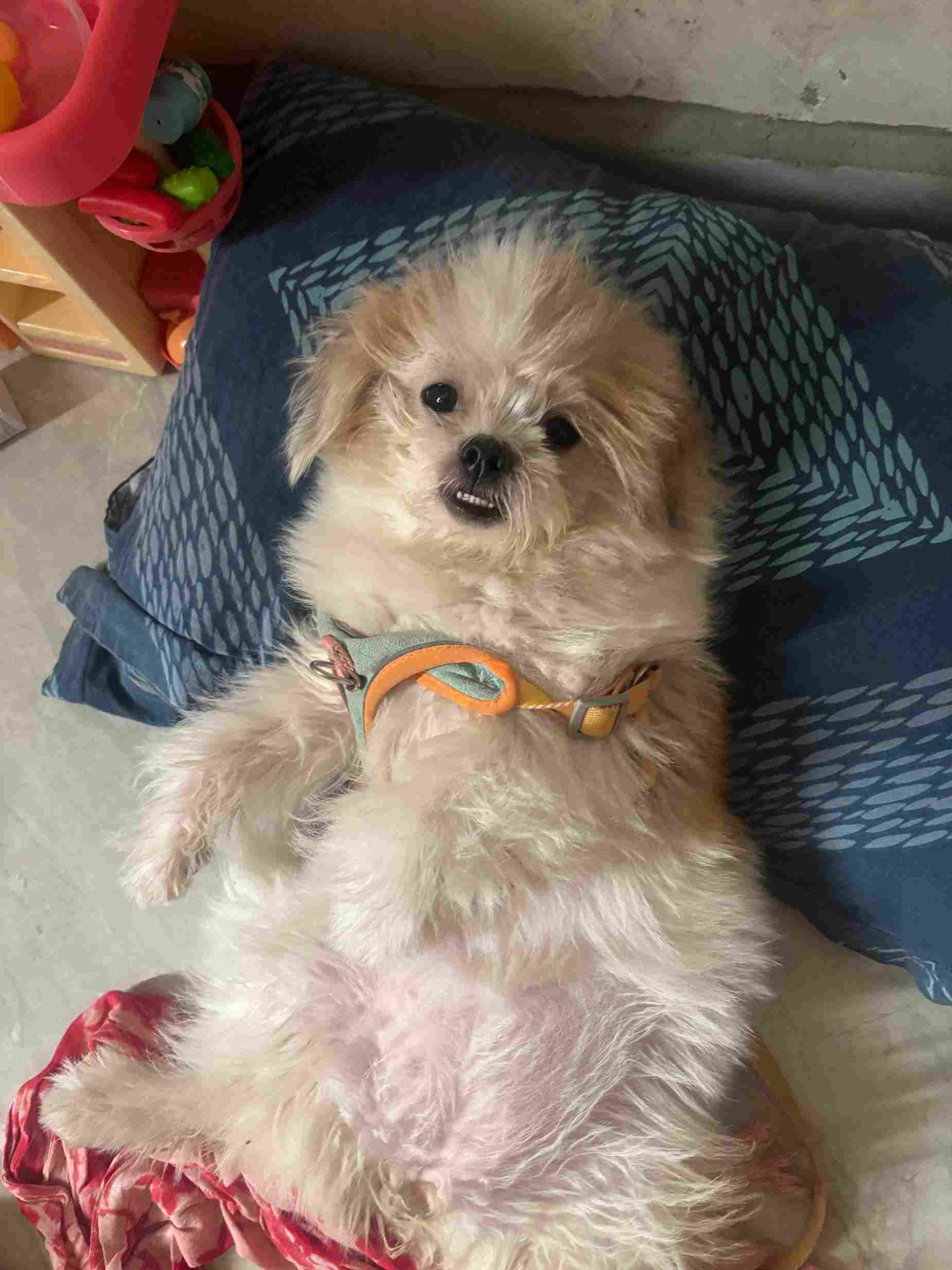 Shih Tzu For Sale In Ahmedabad