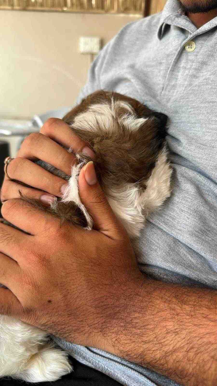 Shih Tzu For Sale In Jaipur