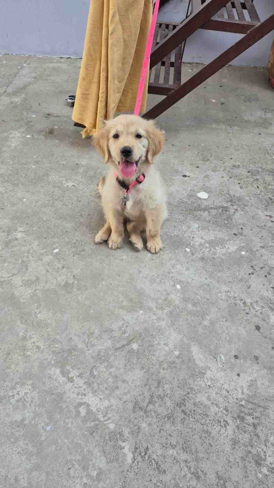 Golden Retriever For Sale In Chandigarh