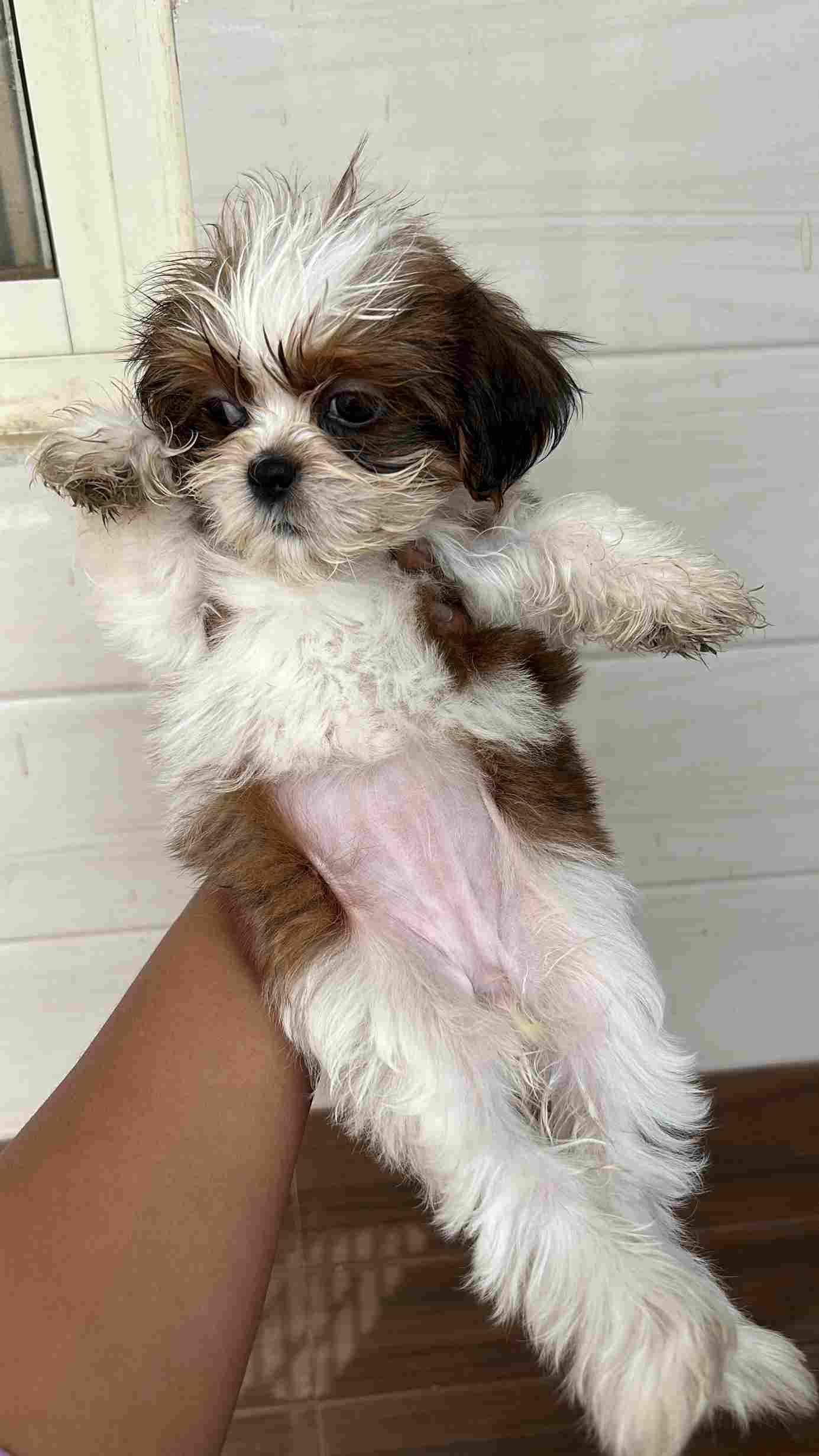 Shih Tzu For Sale In Bangalore