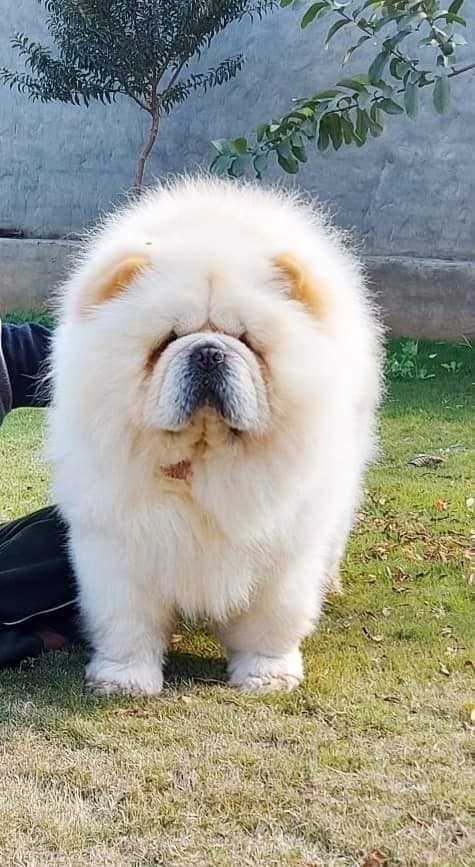 Chow Chow For Sale In Ahmedabad